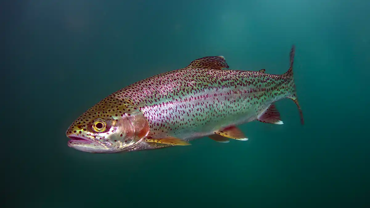 Rainbow trout swimming in fresh water.