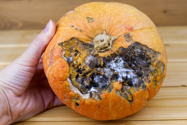 Moldy pumpkin.