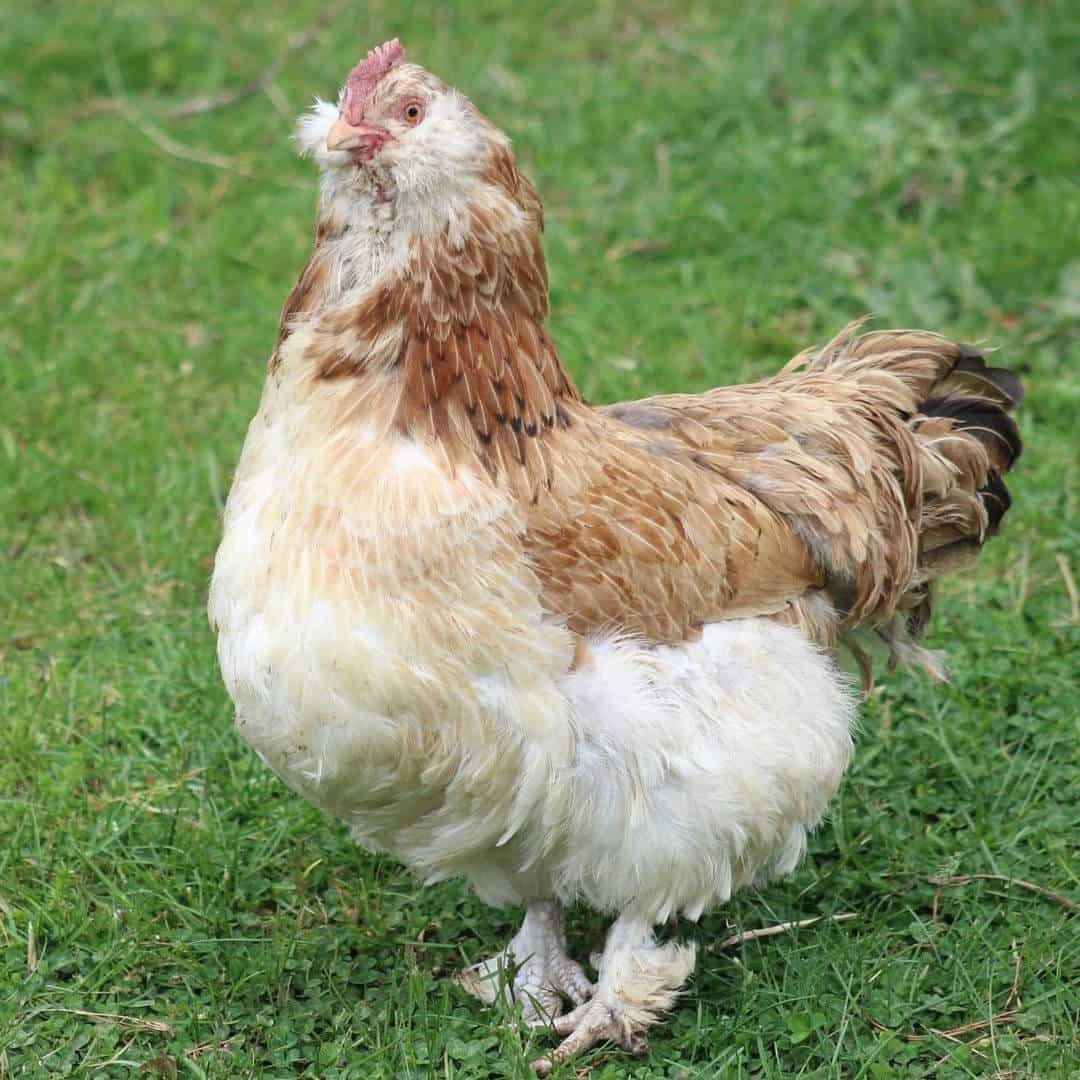 Salmon Faverolle chicken breed. Salmon Faverolle chicken breed.