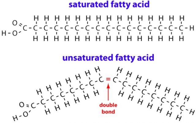 Saturated fatty acids are more straight than unsaturated fatty acids. Saturated fatty acids are more straight than unsaturated fatty acids.