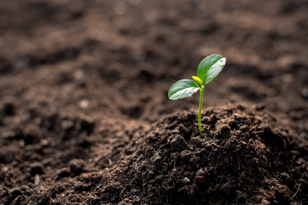Seedling growing in fertile soil.