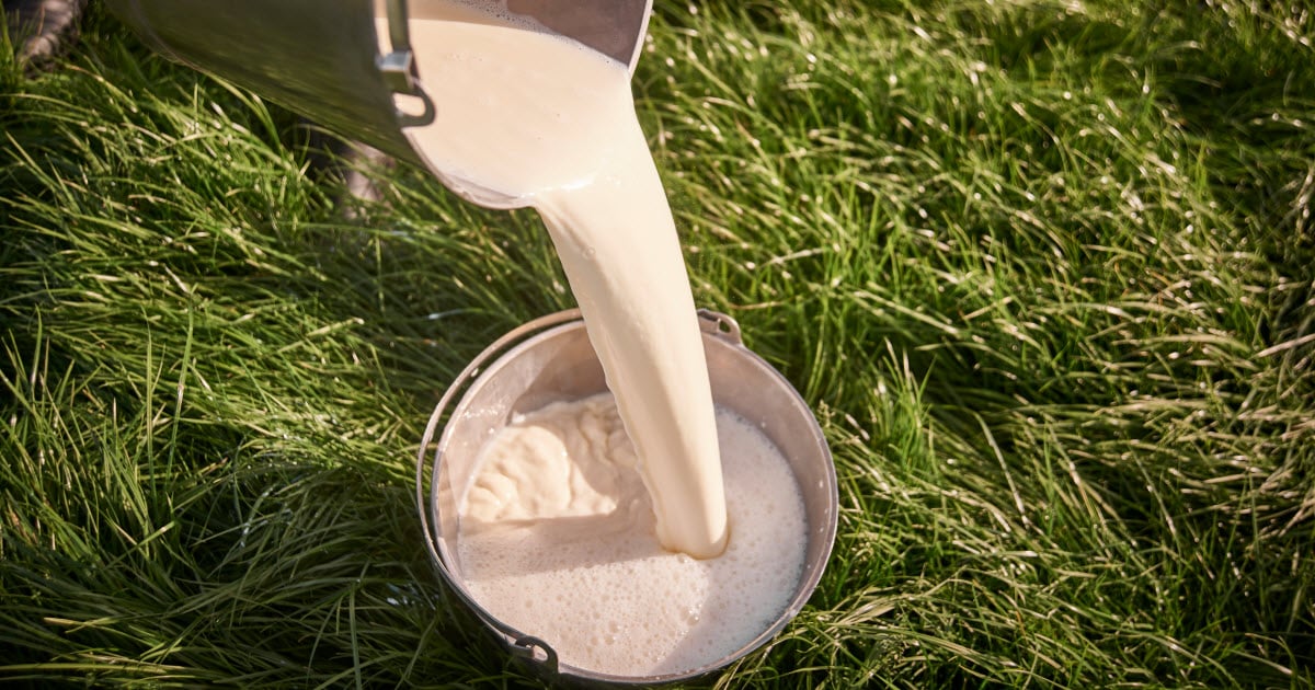 Sheep milk is a great source of calcium and fat soluble vitamins.