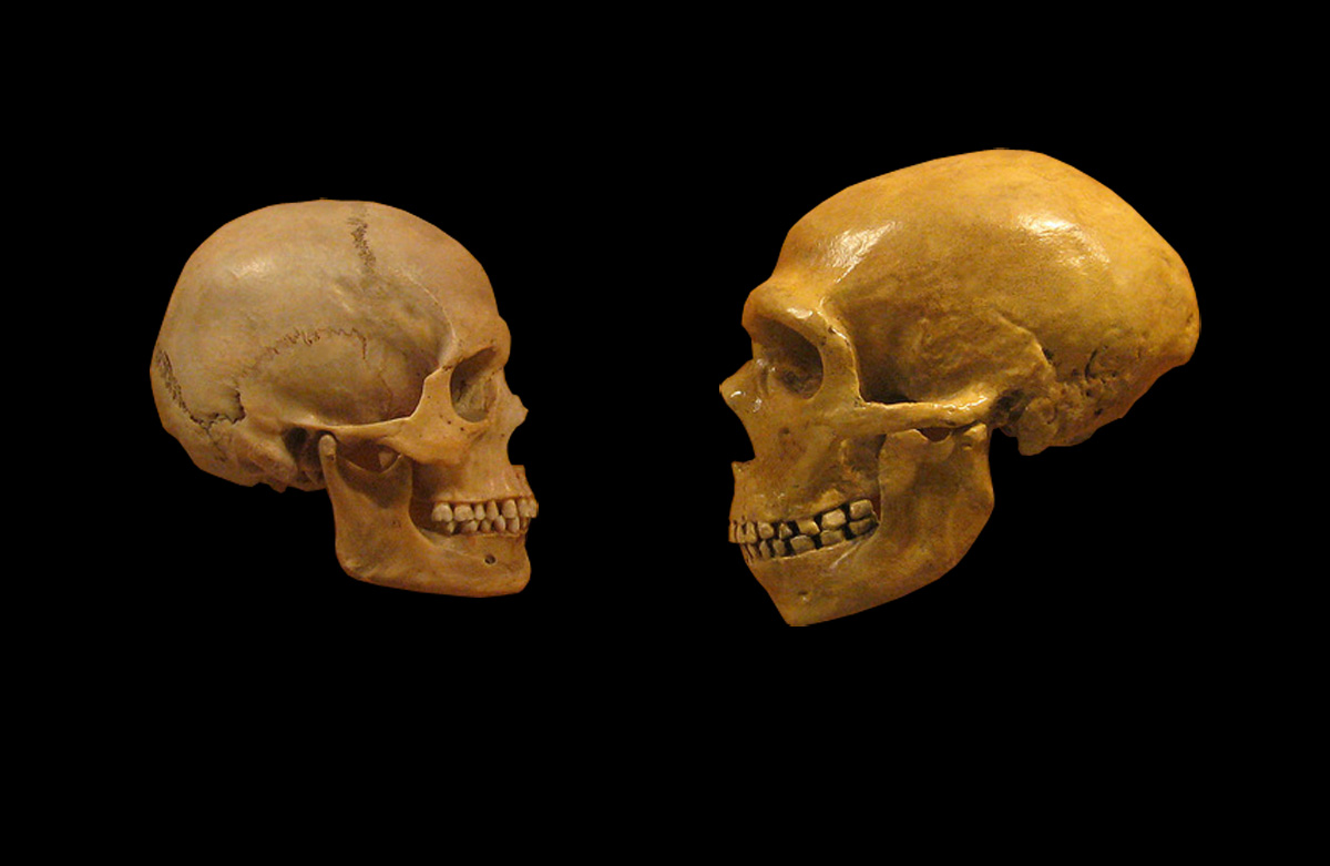 Skulls of caveman and modern man.