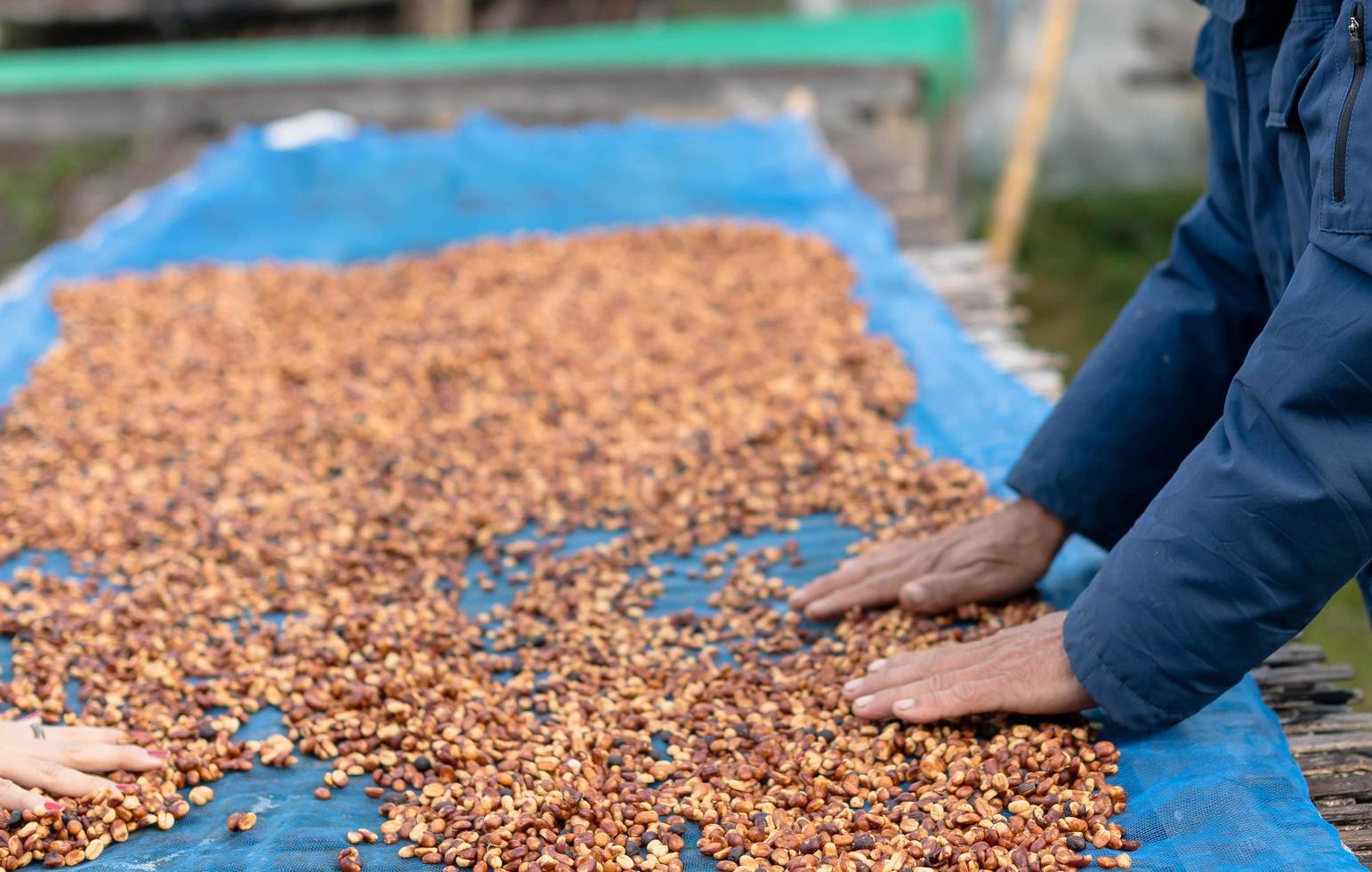 Sun dried coffee beans.
