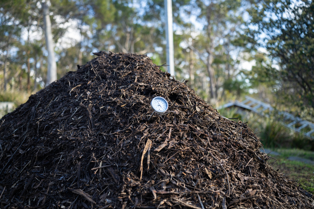 Taking temperature of compost pile.