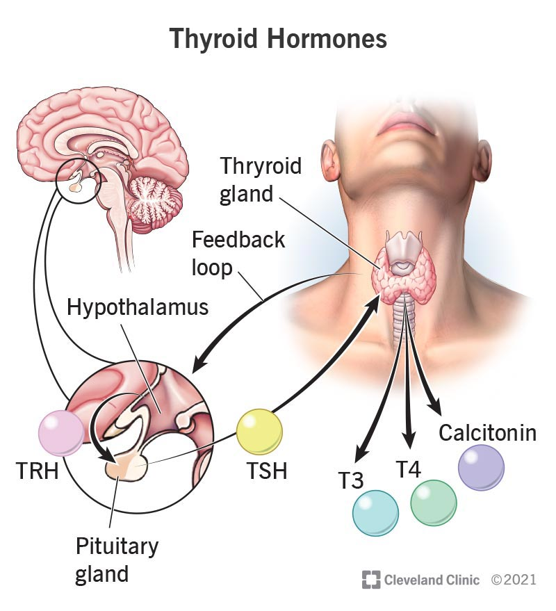 Important hormones need saturated fats in order to function. Important hormones need saturated fats in order to function.