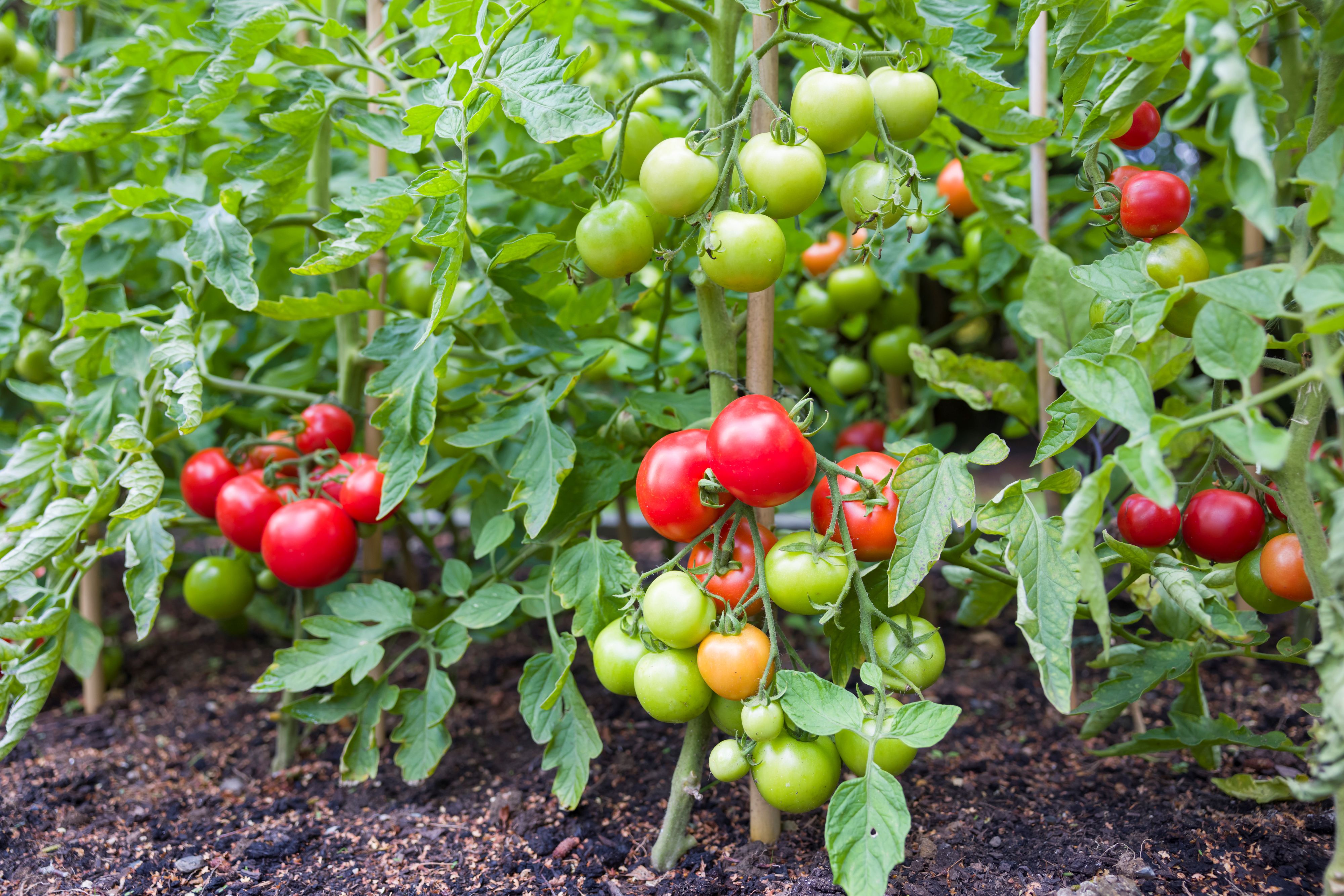 Tomato plants in nutrient dense soil will have more minerals.