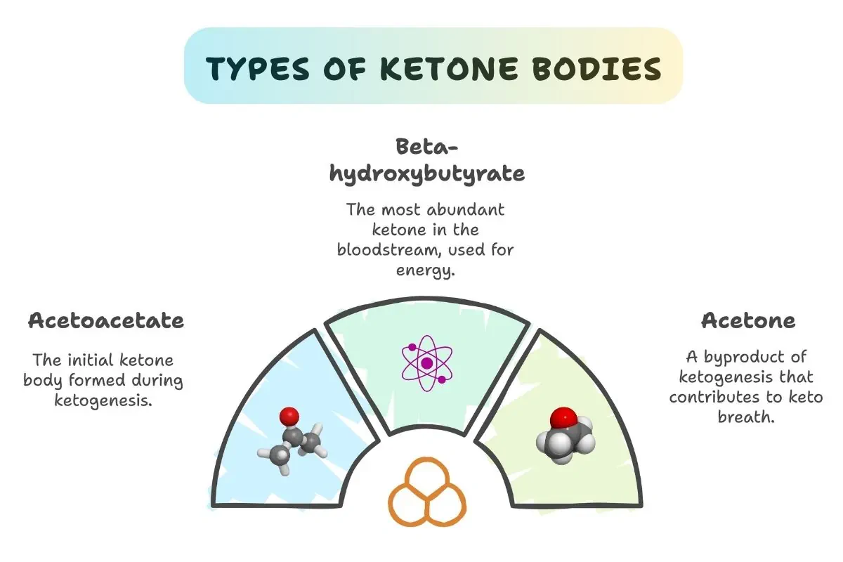 Beta-hydroxybutyrate is a ketone that behaves similarly to butytrate. Beta-hydroxybutyrate is a ketone that behaves similarly to butytrate.
