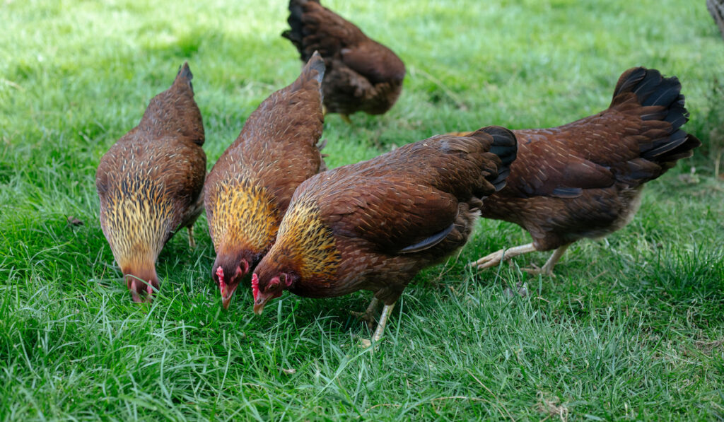 Welsummer chicken breed. Welsummer chicken breed.