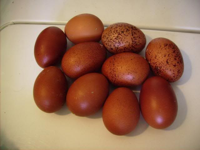 Welsummer chicken eggs. Welsummer chicken eggs.