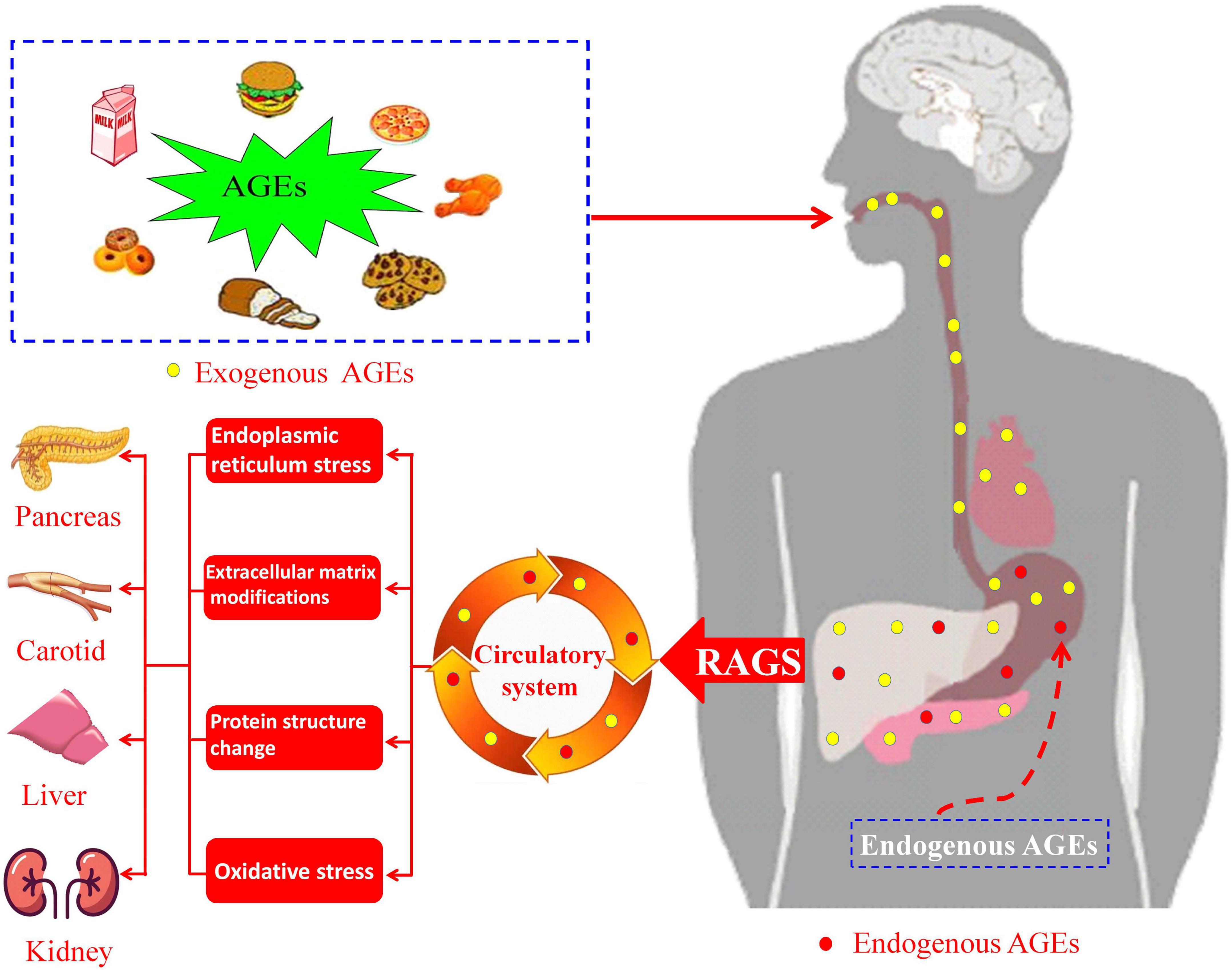 Where AGEs go in your body. Where AGEs go in your body.