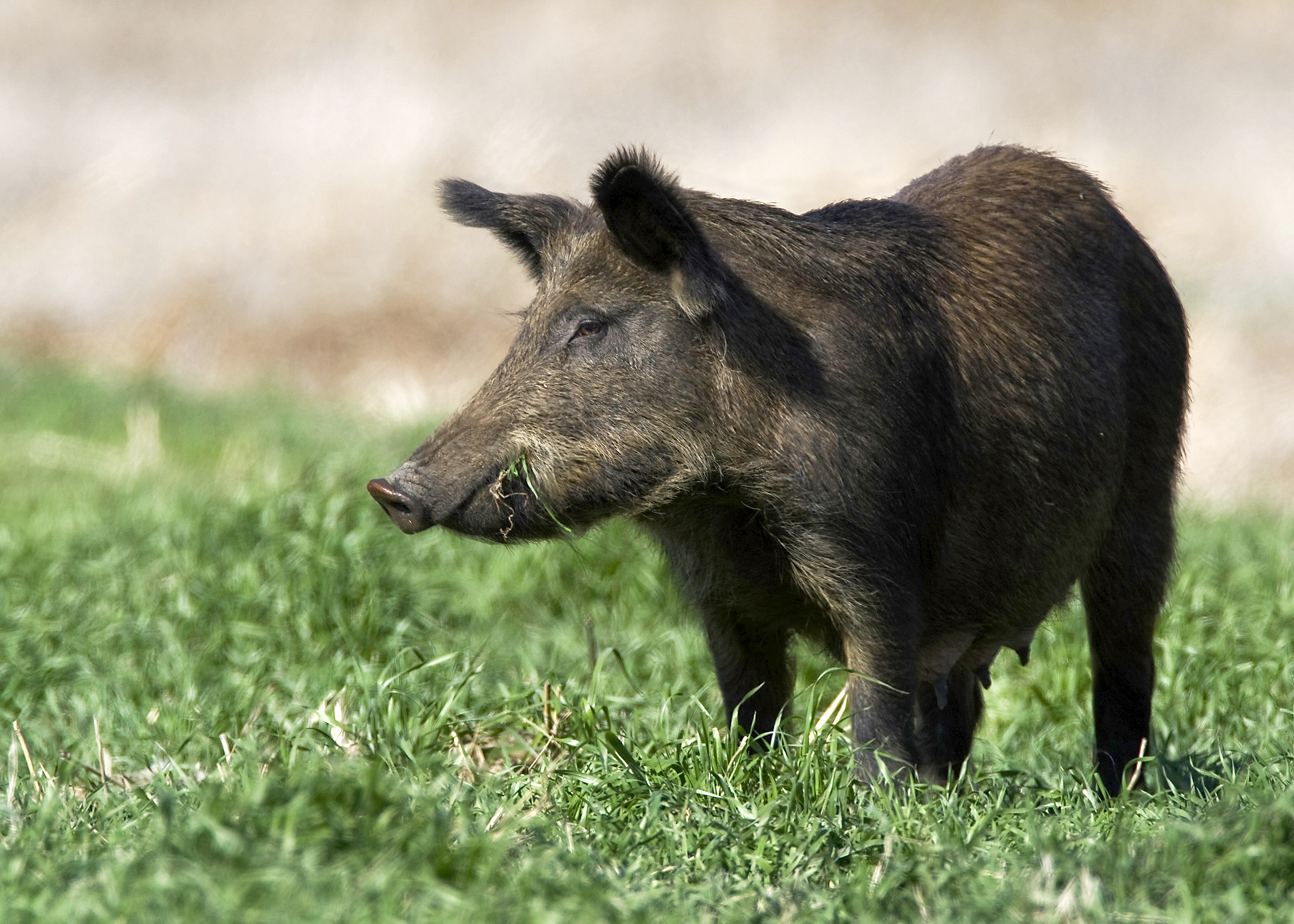 Foraging wild pig.