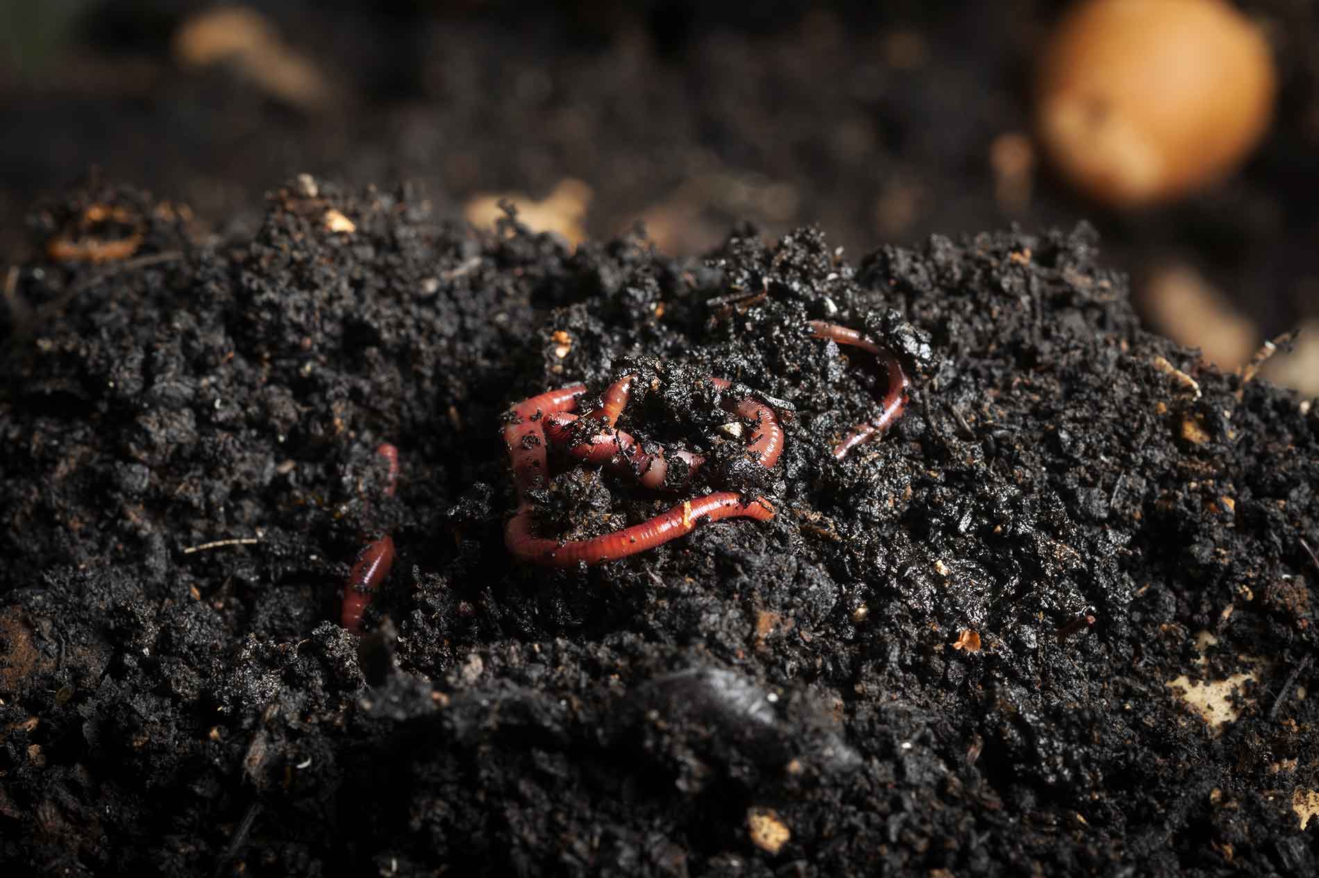 Worms living in healthy soil.