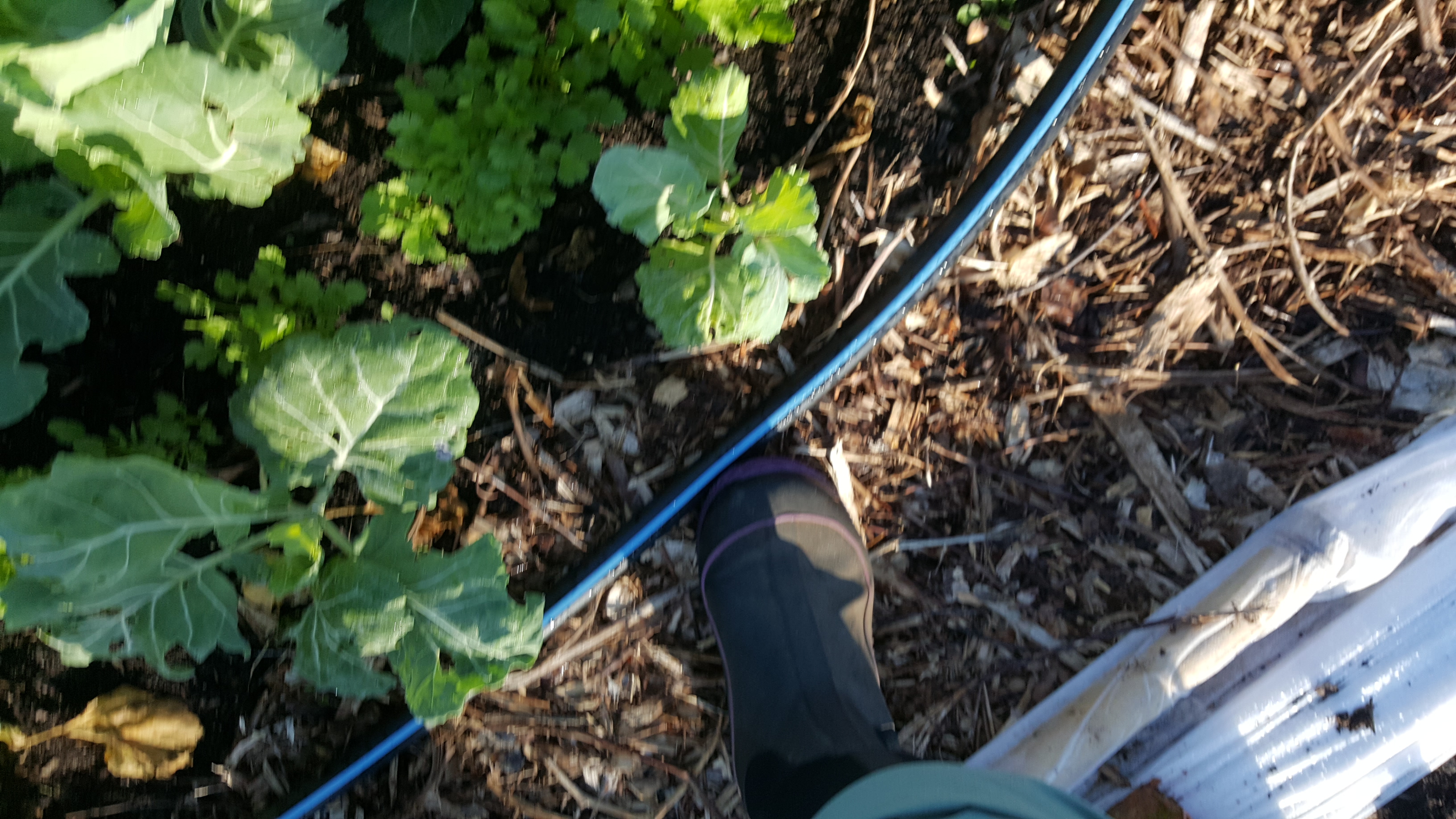Young collard plants struggling and deficient in minerals.